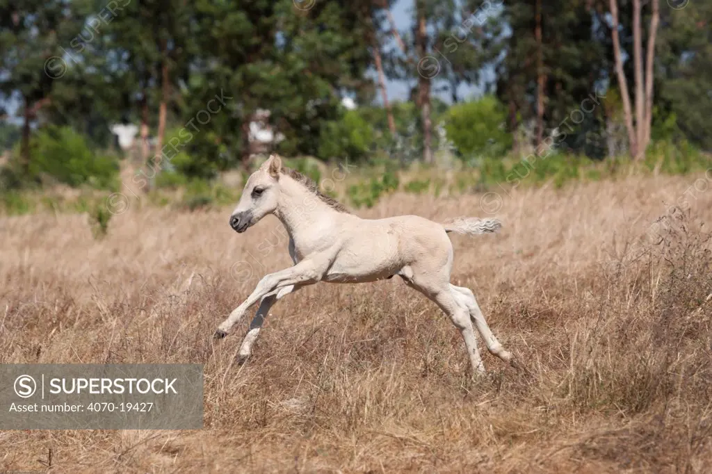 A rare Sorria newborn colt galloping in tall grass, Reserva Natural do Cavalo do Sorraia, Alpiarca, District Santarem, Alentejo, Portugal.