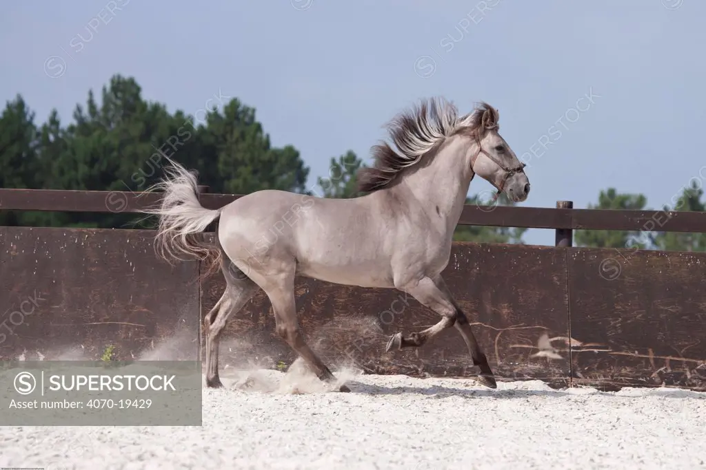 A rare Sorria stallion cantering in the arena, Reserva Natural do Cavalo do Sorraia, Alpiarca, District Santarem, Alentejo, Portugal.