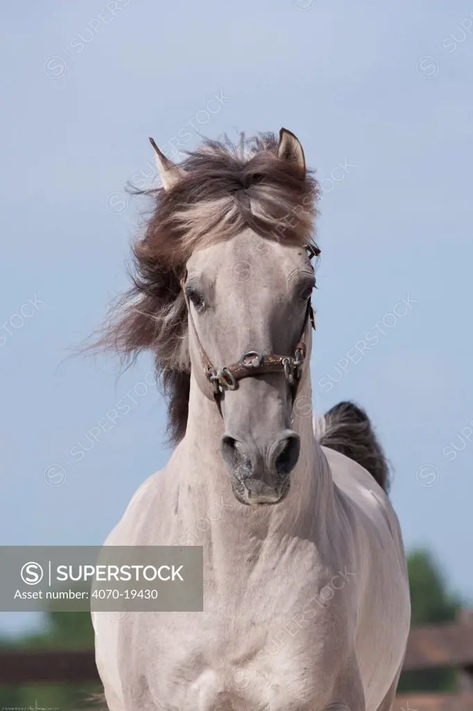 Portrait of a rare Sorria stallion, Reserva Natural do Cavalo do Sorraia, Alpiarca, District Santarem, Alentejo, Portugal.