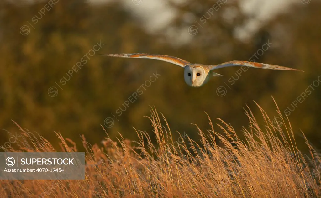 Barn Owl (Tyto alba) in flight over grass. Wiltshire, UK (non-ex).