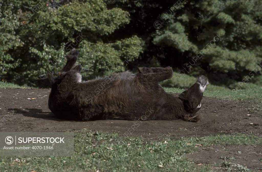 Poitou donkey rolling (rare breed) USA Equus asinus} 
