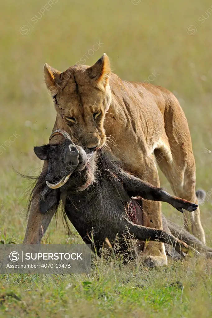 African lion (Panthera leo) female killing Warthog (Phacocoercus aethiopicus), Masai Mara GR, Kenya, January