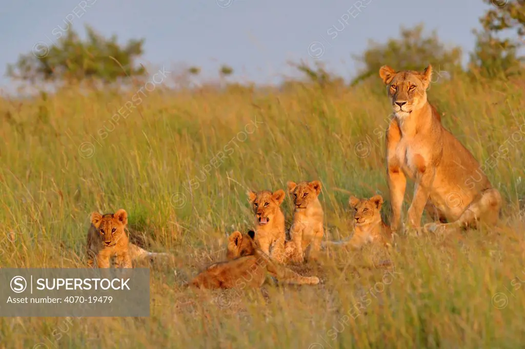 African lion (Panthera leo) lioness with cubs in early morning, Masai Mara GR, Kenya, February