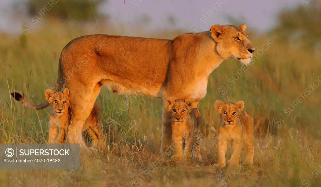 African Lion (Panthera leo) mother with young at sunrise (Notch's pride), Masai Mara GR, Kenya, February
