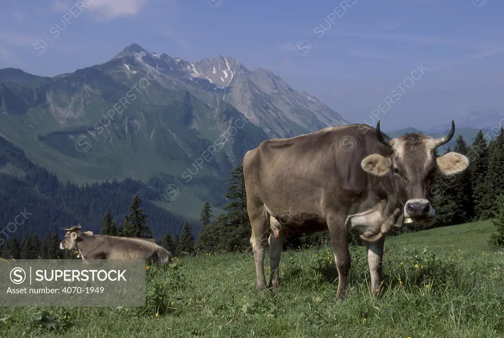Brown swiss cows with bells in alpine meadow Bos taurus} Switzerland