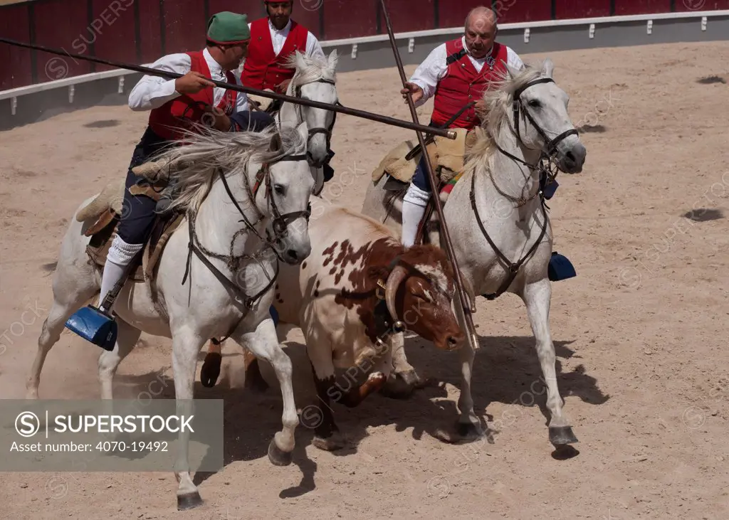During the Festa do Colete Encarnado (Red Waistcoat Festival), a bull running festival, traditionally dressed cowboys, mounted on their horses, drive a bull in the bullring of Vila Franca de Xira, District of Lisbon, Portugal, July 2011