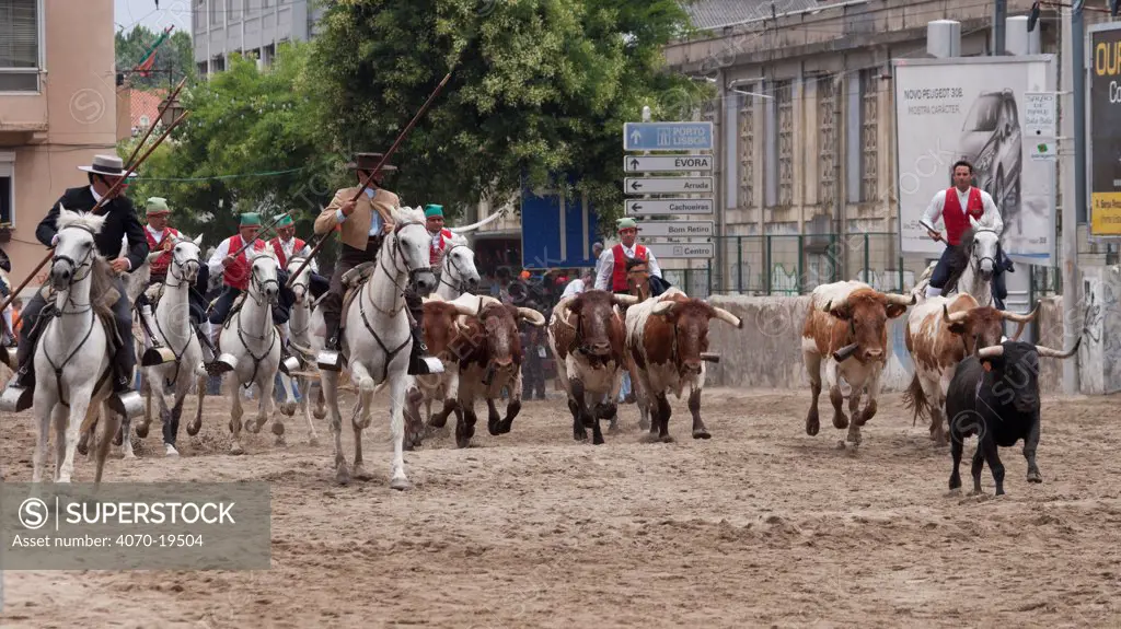 During the Festa do Colete Encarnado (Red Waistcoat Festival), a bull running festival, traditionally dressed cowboys, mounted on their horses, drive the bulls through the streets of Vila Franca de Xira, District of Lisbon, Portugal, July 2011