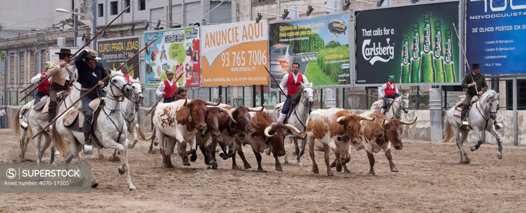 During the Festa do Colete Encarnado (Red Waistcoat Festival), a bull running festival, traditionally dressed cowboys, mounted on their horses, drive the bulls through the streets of Vila Franca de Xira, District of Lisbon, Portugal, July 2011.