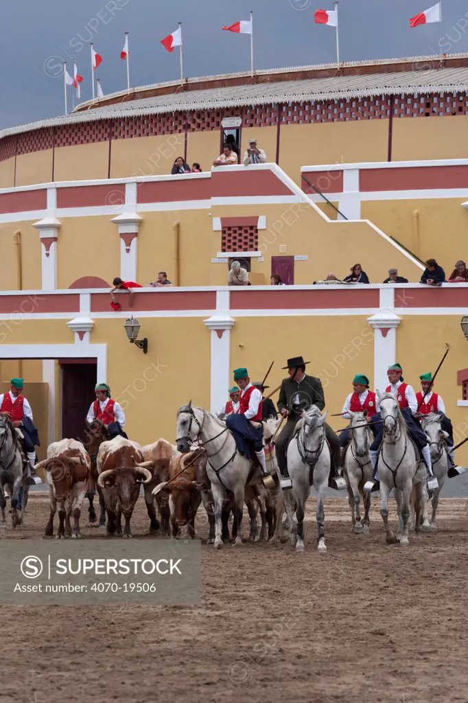 During the Festa do Colete Encarnado (Red Waistcoat Festival), a bull running festival, traditionally dressed cowboys, mounted on their horses, drive the bulls in front of the bullring of Vila Franca de Xira, District of Lisbon, Portugal, July 2011