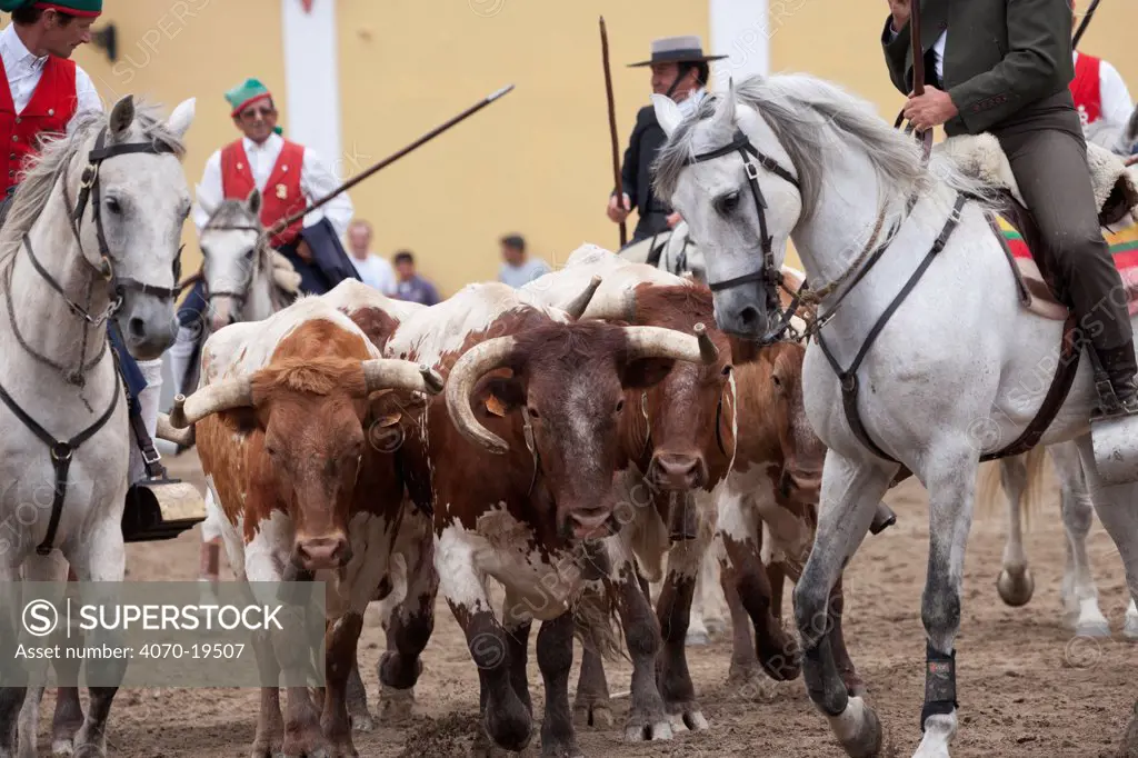During the Festa do Colete Encarnado (Red Waistcoat Festival), a bull running festival, traditionally dressed cowboys, mounted on their horses, drive the bulls in front of the bullring of Vila Franca de Xira, District of Lisbon, Portugal, July 2011.
