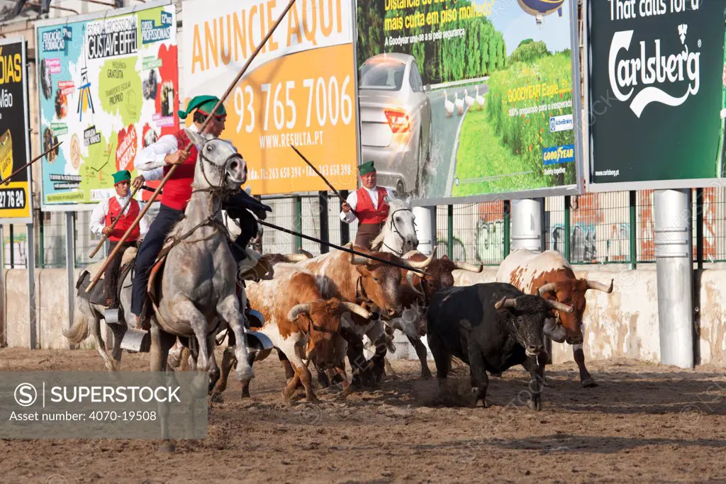 During the Festa do Colete Encarnado (Red Waistcoat Festival), a bull running festival, traditionally dressed cowboys, mounted on their horses, drive the bulls through the streets of Vila Franca de Xira, District of Lisbon, Portugal, July 2011