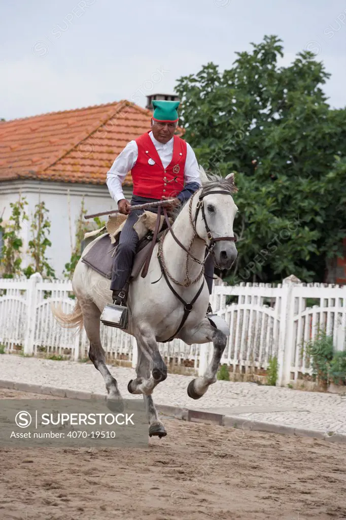 A traditionally dressed cowboy canters on his horse, during the Festa do Colete Encarnado (Red Waistcoat Festival), a bull running festival, in Vila Franca de Xira, District of Lisbon, Portugal, July 2011