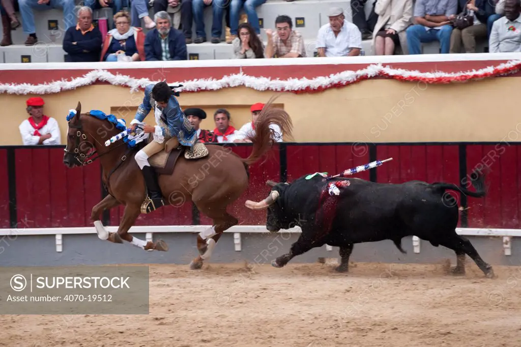 During the Festa do Colete Encarnado (Red Waistcoat Festival), a bull running festival, a traditionally dressed 'cavalheiro' mounted on his Lusitano stallion is chased by the bull, in the bullring of Vila Franca de Xira, District of Lisbon, Portugal, July 2011