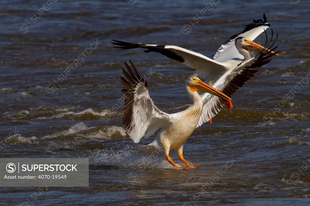 Pair of American white pelicans (Pelecanus erythrorhynchos) landing into the wind on ruffled Mississippi River, both birds in post-breeding plumage, Northern Illinois, USA, June
