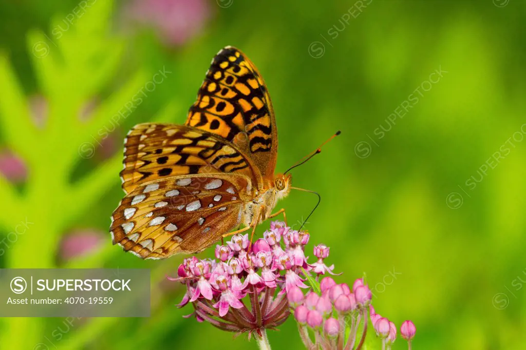 Great spangled fritillary butterfly (Speyeria cybele) feeding on Swamp milkweed (Asclepias sp) flower, North Guilford, Connecticut, USA, July