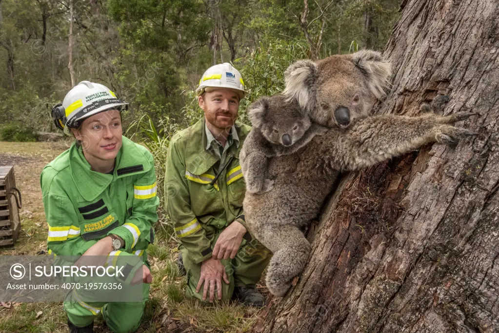 Forest and Wildlife officers Lachlan Clarke (right) and Emily Cordy watch as a mother koala (Phascolarctos cinereus) and her joey are released. Editorial use only.