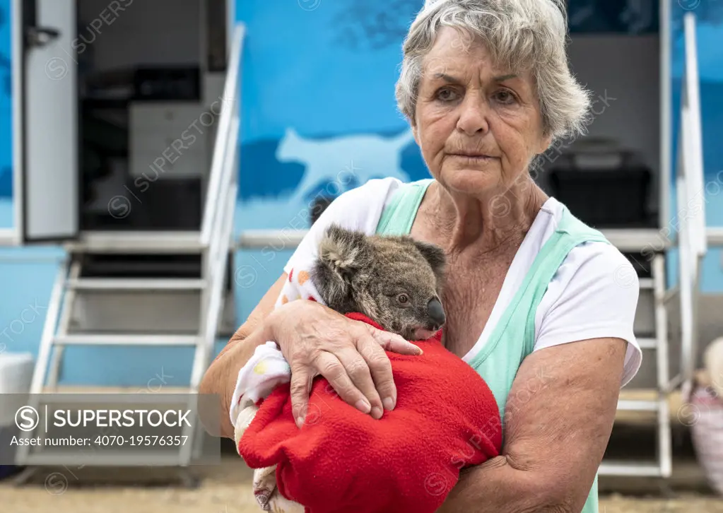 Wildlife rescuer and carer Lorna King leaves the mobile wildlife triage centre at Bairnsdale holding here male koala (Phascolarctos cinereus) named River'. River was brought in for a health check during the bushfires in December 2019. He suffered one small burn under his chin that was healing well. Bairnsdale, Victoria, Australia. January 2020. Editorial use only.