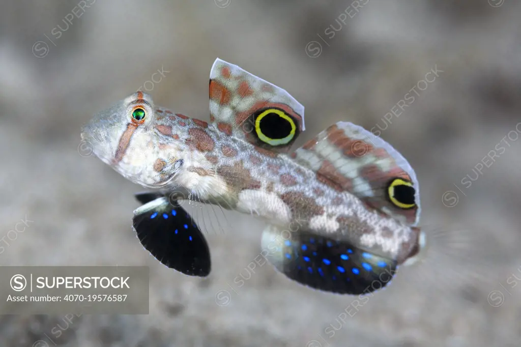 Crab-eye goby (Signigobius biocellatus), mimics crab with eye-spot markings on dorsal fins and back and forth movement. Loloata Island, Papua New Guinea.