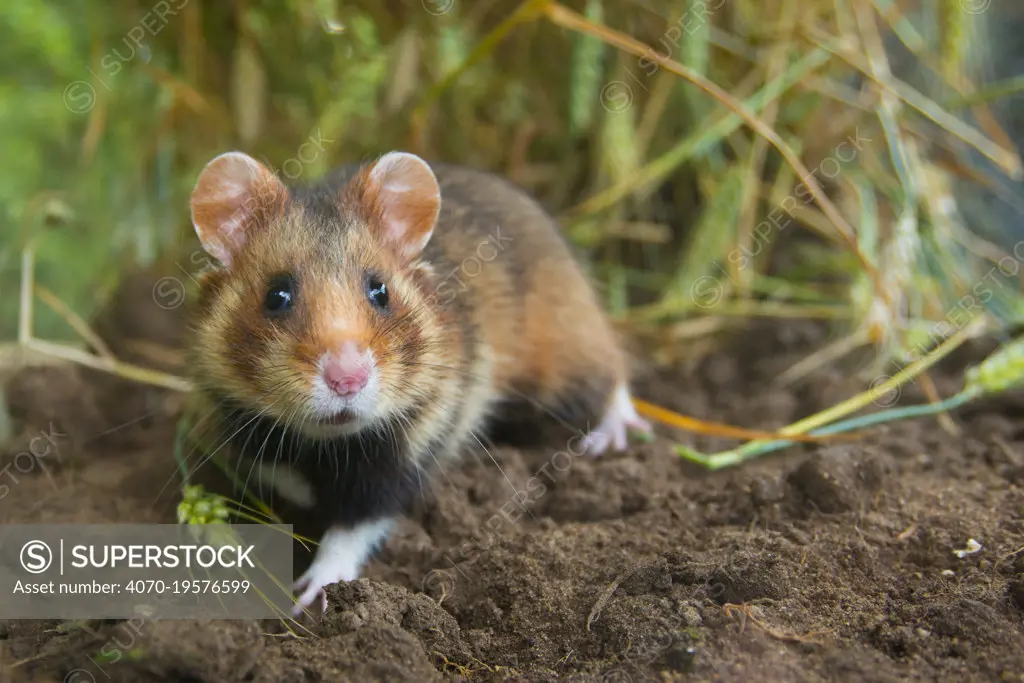 European hamster (Cricetus cricetus) in a ripe wheat field, Limburg, The Netherlands. Captive.