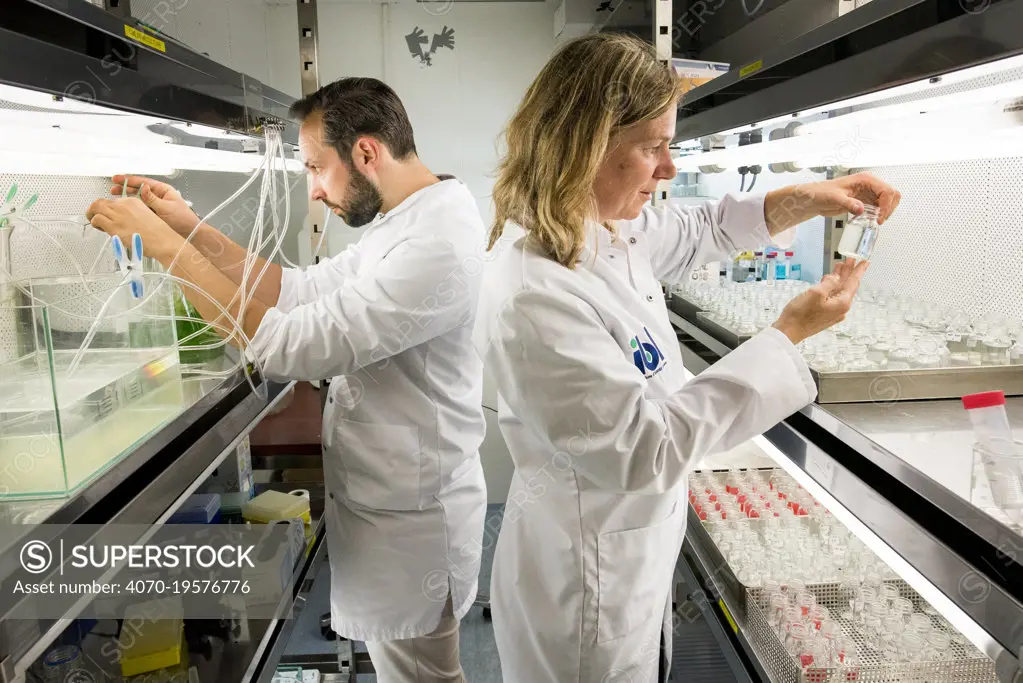 Ecotoxicologists conducting research in laboratory into impact of thiacloprid, a neonicotinoid, on aquatic organisms. Organisms found to be 2500 times more sensitive to the insecticide in the natural environment than in a lab. Living Lab, BioScience Park, Leiden University, The Netherlands. 2019. Model released.