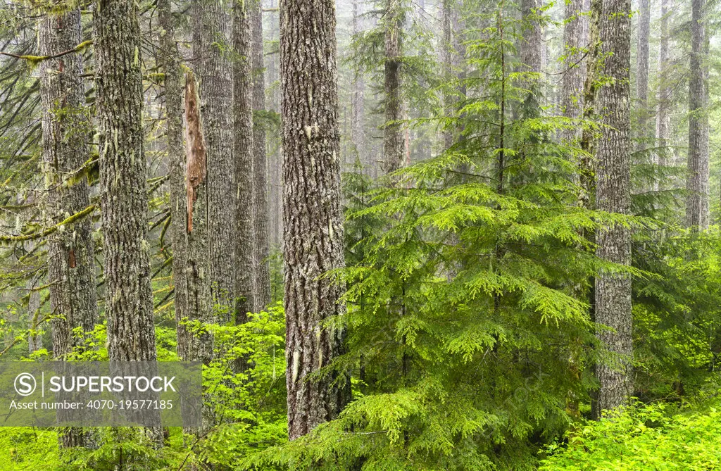 Western hemlock (Tsuga heterophylla) in Douglas-fir forest (Pseudotsuga menziesii), Oregon, USA, June.