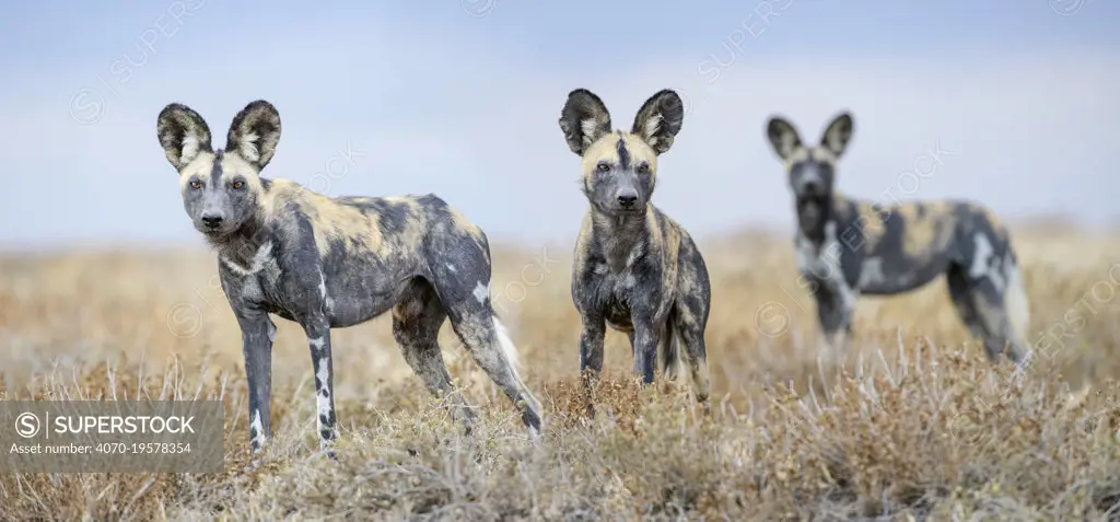 African painted dogs (Lycaon pictus) outside den, Engusoro Plain, Ngorongoro Conservation Area (NCA) / Serengeti. Tanzania.