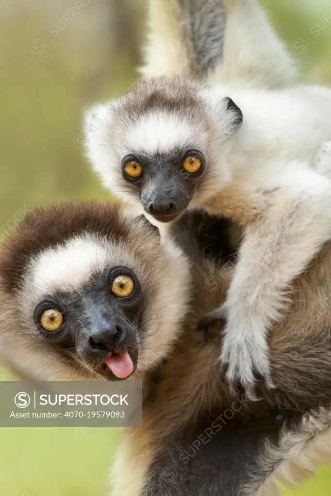 Female Verreaux's sifaka (Propithecus verreauxi) carrying infant in forest canopy. Berenty Private Reserve, southern Madagascar.