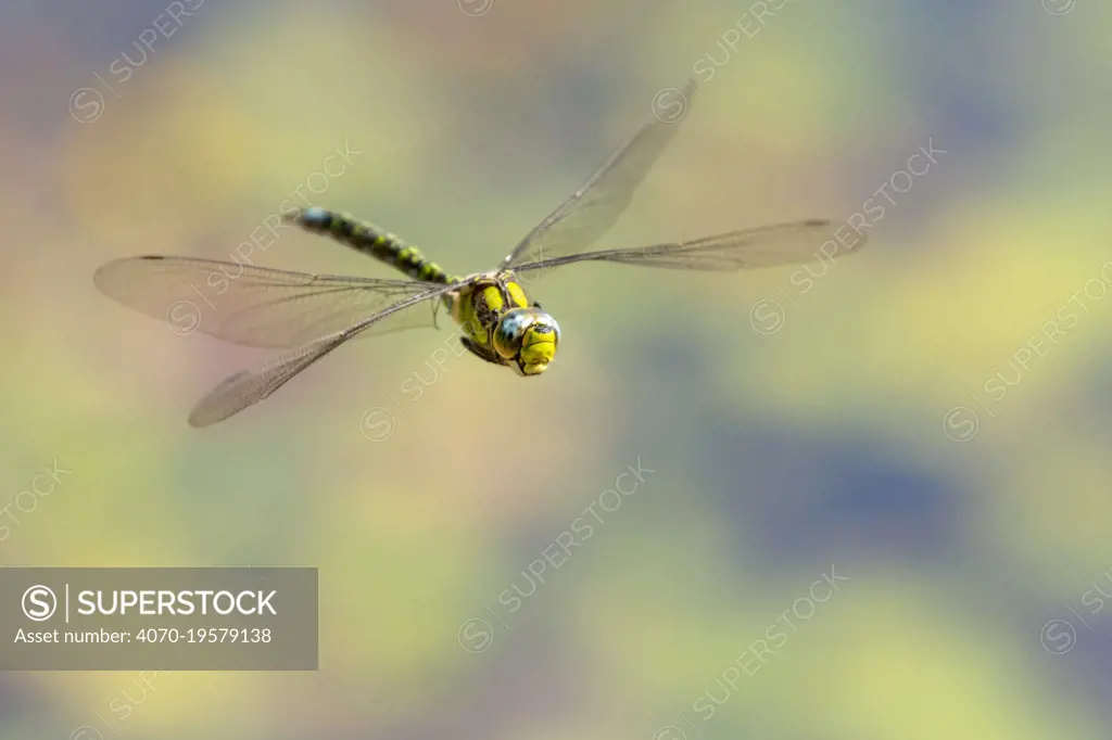 Southern hawker (Aeshna cyanea) dragonfly in flight, Broxwater, Cornwall, UK. August.