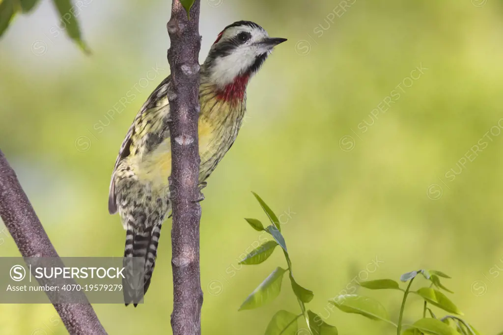 Cuban green woodpecker (Xiphidiopicus percussus), Guanahacabibes Peninsula National Park, Pinar del Rio Province, western Cuba.