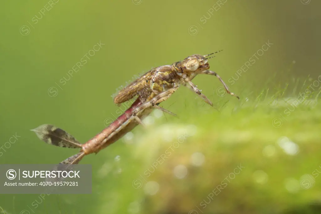 Large red damselfly nymph (Pyrrhosoma nymphula), Europe, April, controlled conditions