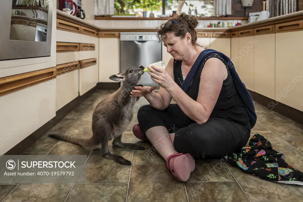 Wallaroo (Macropus robustus), orphaned male joey aged 4-5 months bottle fed by wildlife rescuer and carer in kitchen. Joey was thrown out of pouch in road traffic accident, mum fatally injured. Somersby, New South Wales, Australia. November 2019. Model released. Editorial use only.