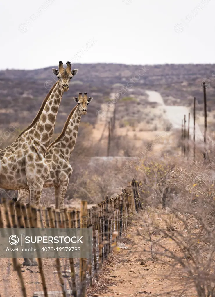 Angolan giraffe (Giraffa camelopardalis angolensis), two standing at side of road, overlooking a fence. Namibia.