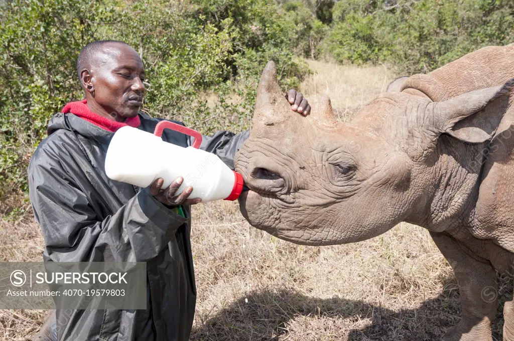 Black rhino (Diceros bicornis) orphan aged 18 months being bottle-fed by a keeper, David Sheldrick Wildlife Trust Orphanage, Nairobi, Kenya. October.