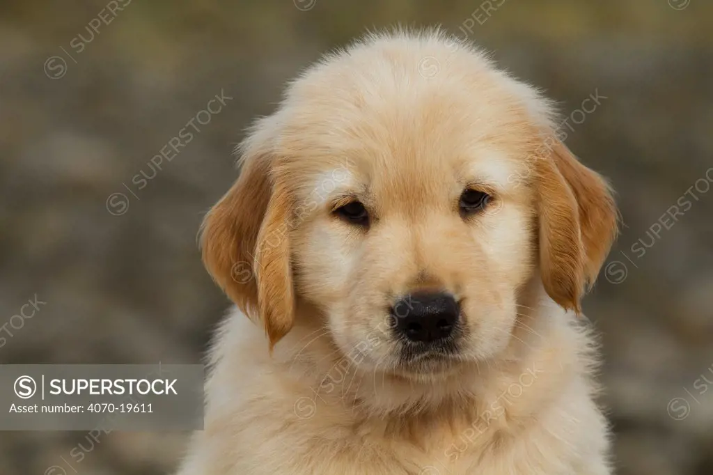 Golden Retriever puppy portrait, 7 weeks, Madison, Connecticut, USA