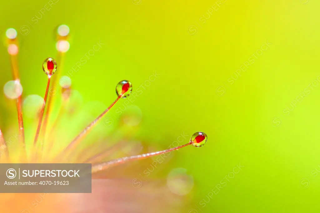 Cape sundew (Drosera capensis) close-up of sticky droplets on leaf hairs that trap invertebrate prey, originating from South Africa.