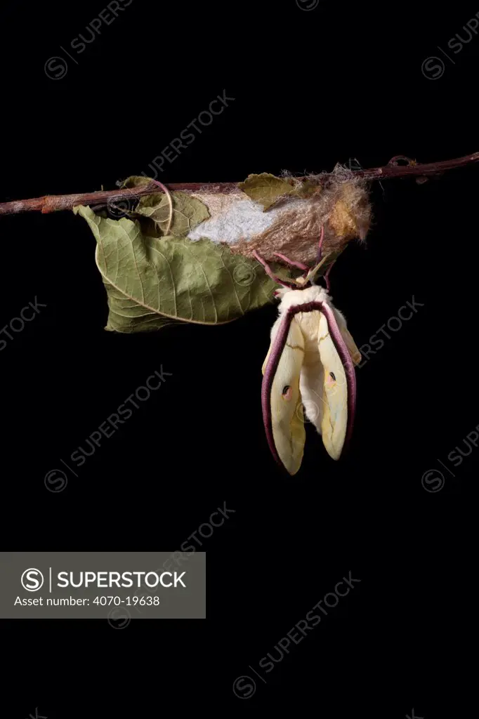 Indian moon  / Indian luna moth (Actias silene) emerging from cocoon, sequence 9 of 25. Captive.