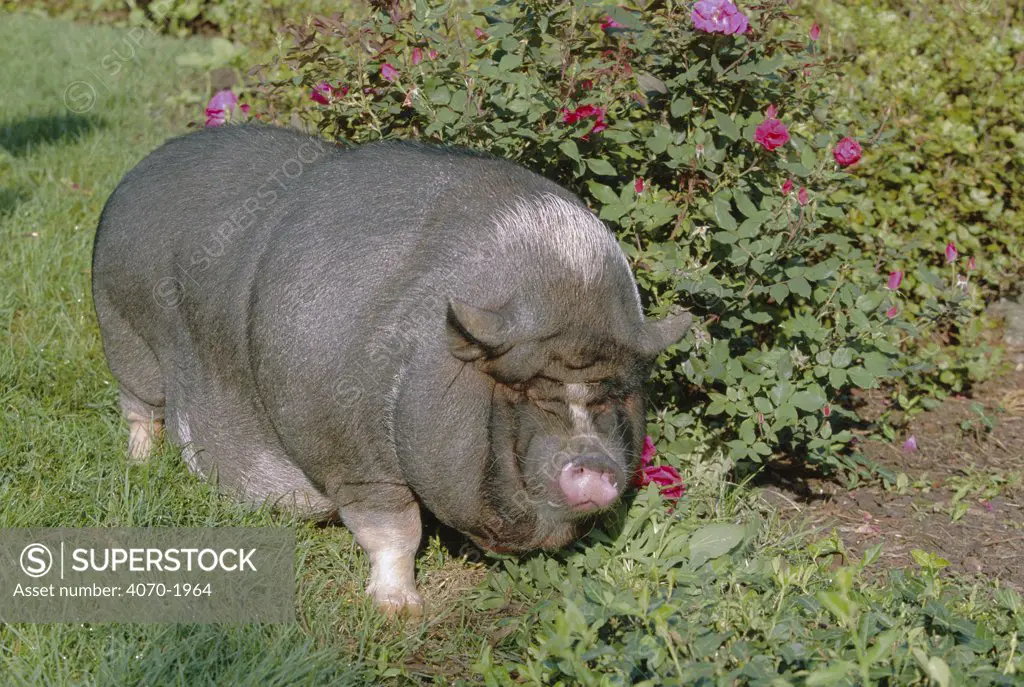 Pot bellied pig, domestic pig, Sus scrofa domestica} Illinois, USA