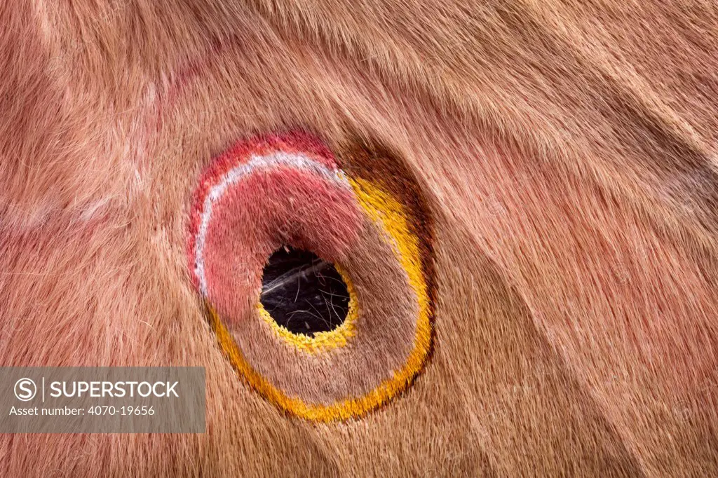 Assam silkmoth (Antheraea assamensis) close up of eye spot on wing, originating from India, Burma and Sundaland. Captive.