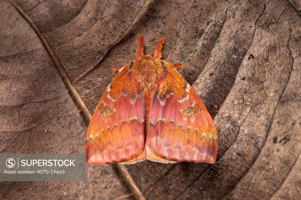 Bullseye / Io moth (Automeris io) resting on leaf with eye spot markings on wings hidden, originating from North and Central America, sequence 1 of 2. Captive.