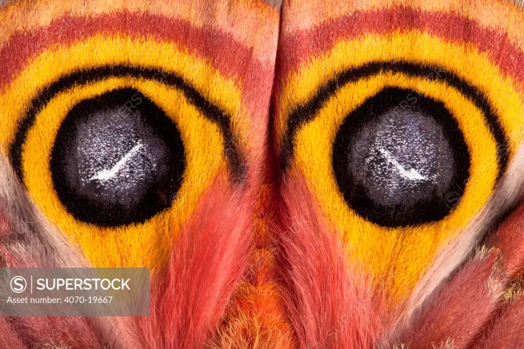 Bullseye / Io moth (Automeris io) showing eye spot markings on wings during deimatic display to deter predators, originating from North and Central America, sequence 2 of 2. Captive.