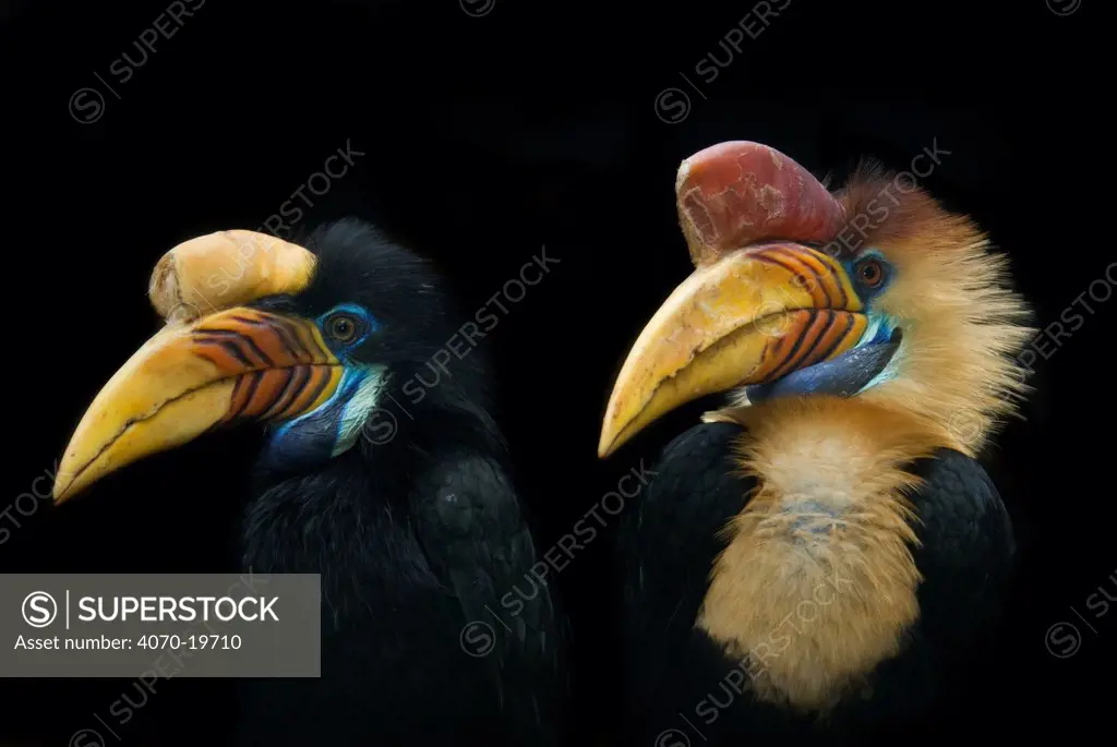 Sulawesi red-knobbed hornbill (Aceros cassidix) pair, portraits, captive