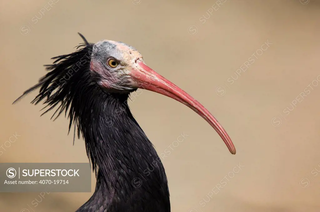 Northern bald / Hermit ibis (Geronticus eremita) portrait, captive, critically endangered species