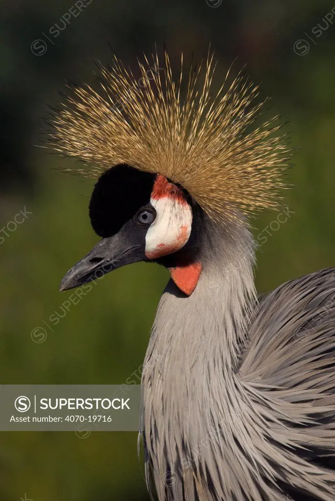 Crowned crane (Balearica regulorum) portrait, captive