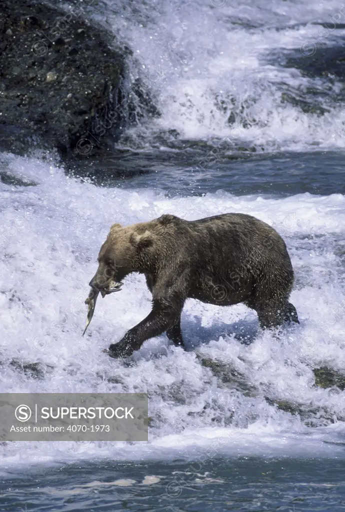 Grizzly bear Ursus arctos horribilis} fishes for salmon McNeil River Game Sanct Alaska