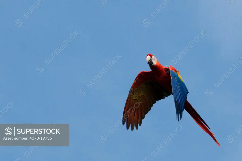 Scarlet macaw (Ara macao) flying, captive