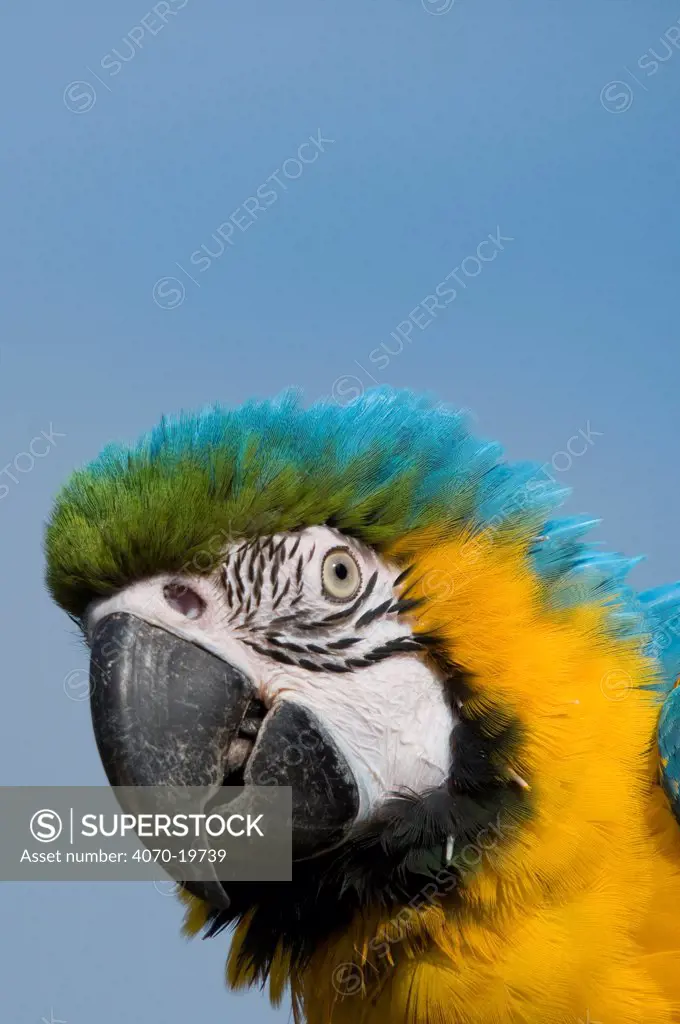 Blue and yellow macaw (Ara ararauna) portrait, captive