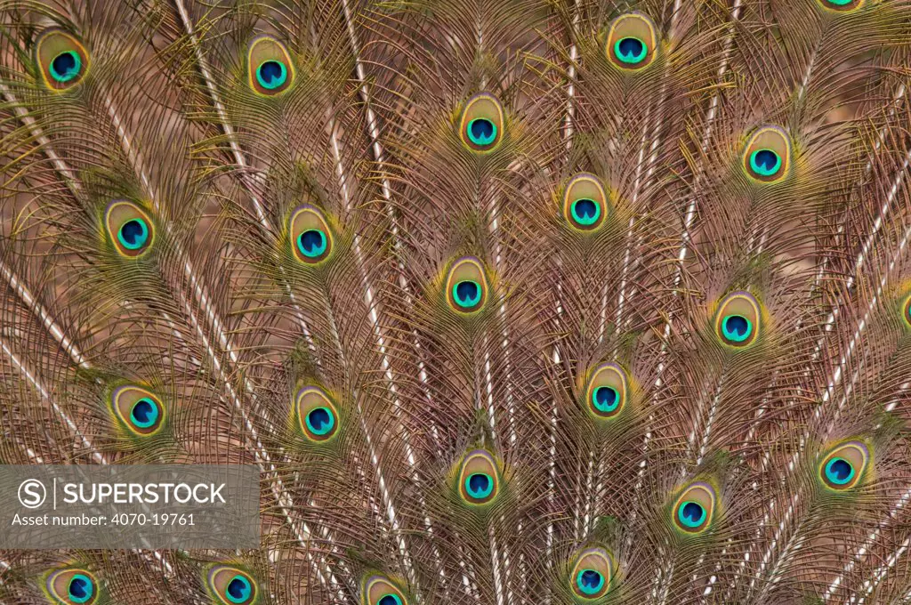 Male Indian peafowl (Pavo cristatus) tail feathers, captive