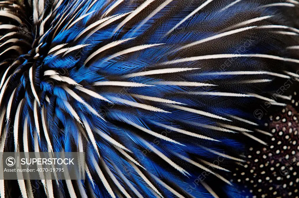 Vulturine guineafowl (Acryllium vulturinum) close-up of feathers, captive