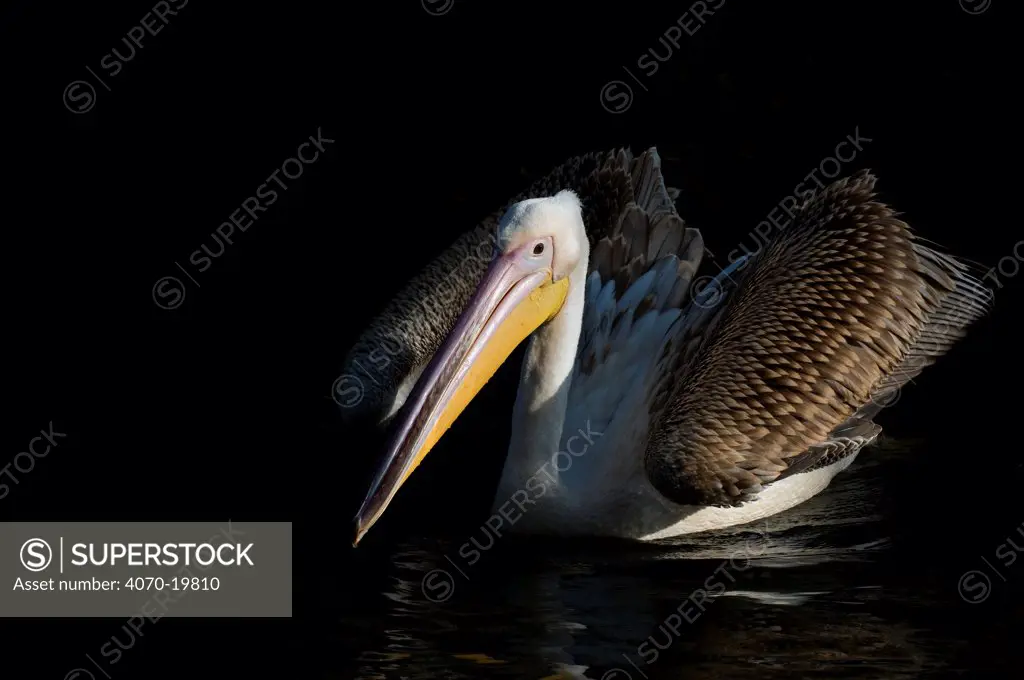 Pink backed pelican (Pelecanus rufescens) wings slightly open on water, captive