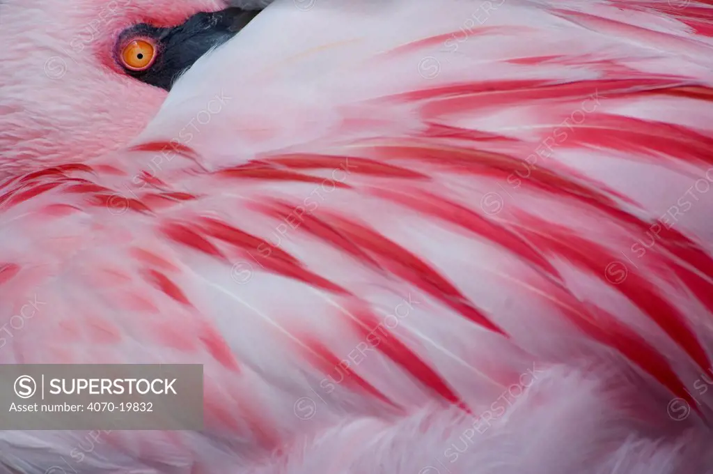Greater flamingo (Phoenicopterus ruber) head sticking out from under wing, captive
